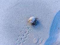 Ein kleiner Einsiedlerkrebs läuft über den Sand